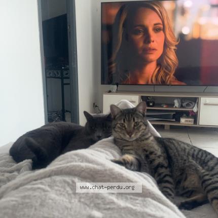 Photo 1/1 Tigrou Chat lost in Villelongue de la salanque