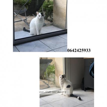 Photo 1/1 Snoop Chat lost in Bordeaux