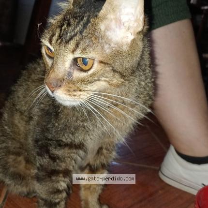 Photo 1/1 Found cat Found in Pergamino