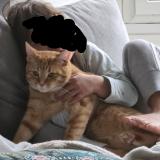 Picture of cat lost at St Brieuc