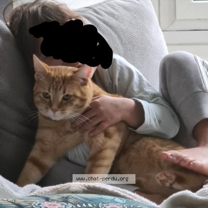 Photo 1/1 Foufou Chat lost in St brieuc