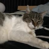 Picture of cat lost at Vaulx Milieu