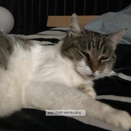 Photo 1/3 Bounty Chat lost in Vaulx milieu