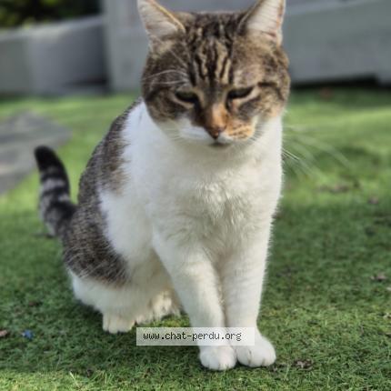 Photo 2/3 Bounty Chat lost in Vaulx milieu