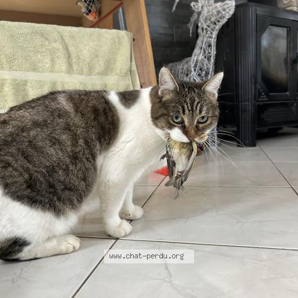 Photo 3/3 Bounty Chat lost in Vaulx milieu