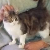 Picture of cat lost at Chevigny St Sauveur