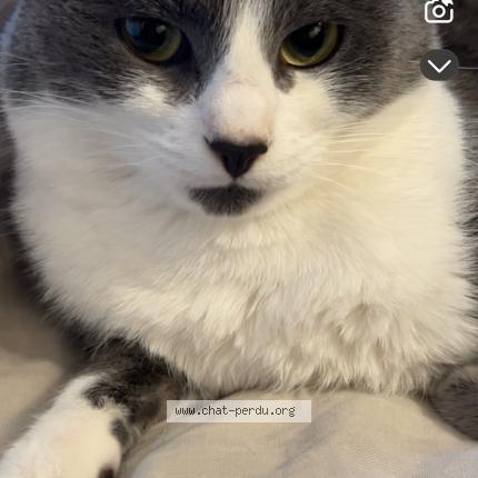 Photo 1/1 pilou Chat lost in Tourcoing