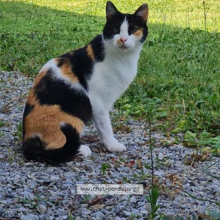 Photo 1/1 Louna Chat lost in St clement