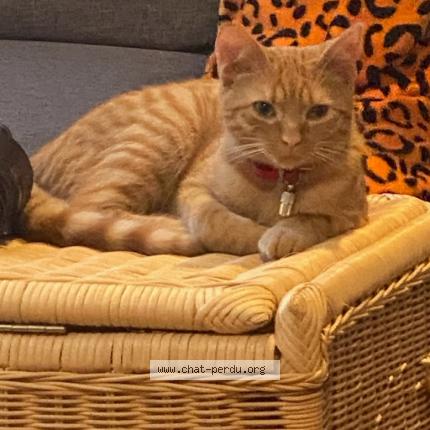 Photo 1/1 Bergamote Chat lost in Poitiers