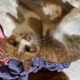 Picture of cat lost at Saint Dizier La Tour