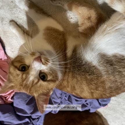 Photo 1/1 Luna Chat lost in Saint dizier la tour