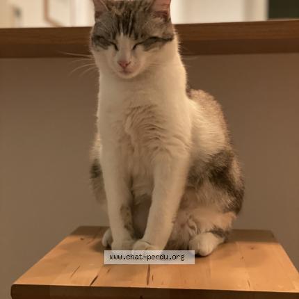 Photo 1/1 Pixelle Chat lost in Marseille