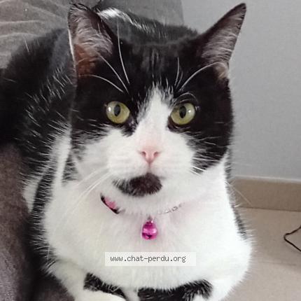 Photo 1/1 Murielle Gueguen Chat lost in Parigny