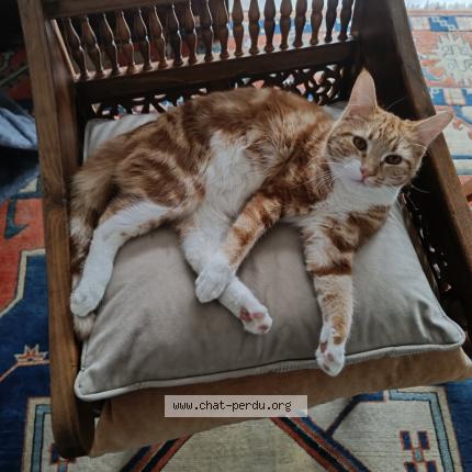 Photo 1/1 Caramel Chat lost in Suresnes