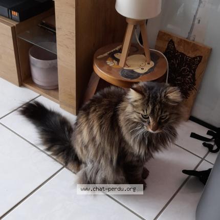 Photo 1/1 Cash Chat lost in Figeac