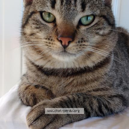 Photo 1/1 Gerard LHOMMEDE Chat lost in St gilles croix de vie