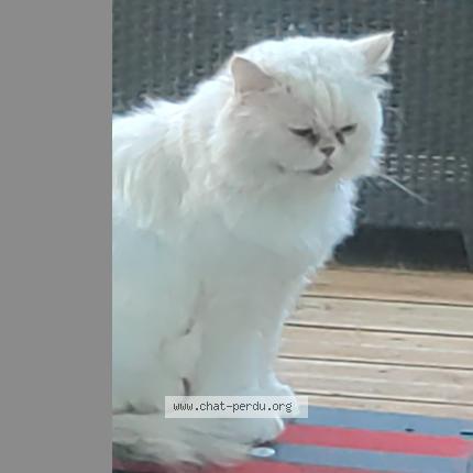Photo 1/1 Flocon Chat lost in Villenave d ornon
