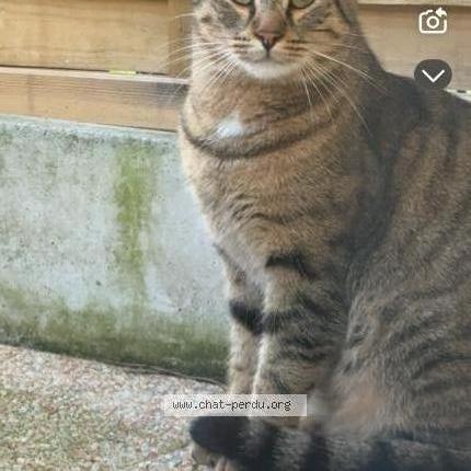 Photo 1/1 Cali Chat lost in Toulouse