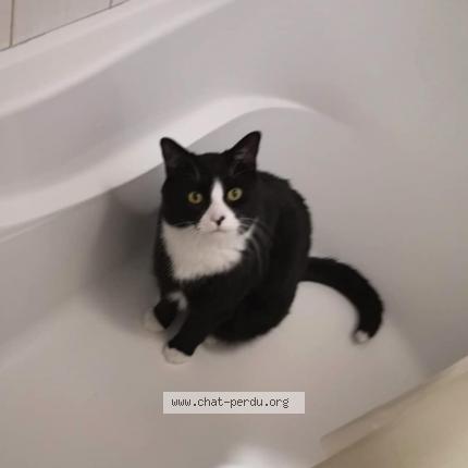 Photo 1/1 Wifi Chat lost in Delson