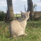 Picture of cat lost at Chalons Du Maine