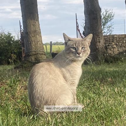 Photo 1/1 Sonic Chat lost in Chalons du maine