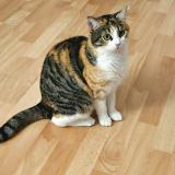 Picture of cat lost at Les Mureaux