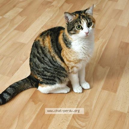 Photo 1/1 Cookie Chat lost in Les mureaux