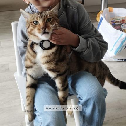 Photo 1/1 Simba Chat lost in Savigny sur orge