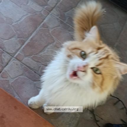 Photo 1/1 Found cat Found in Tauriac