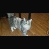 Picture of cat lost at Pontoise