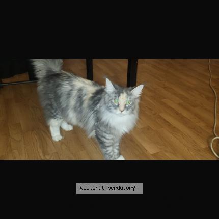 Photo 1/2 Cat reunited Lost in Pontoise