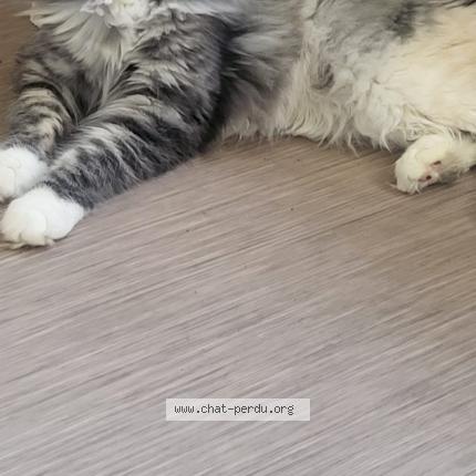 Photo 2/2 Cat reunited Lost in Pontoise