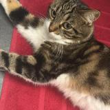 Picture of cat lost at Rechy