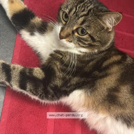 Photo 1/1 Pipper Chat lost in Rechy