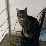 Picture of cat lost at Cleppe