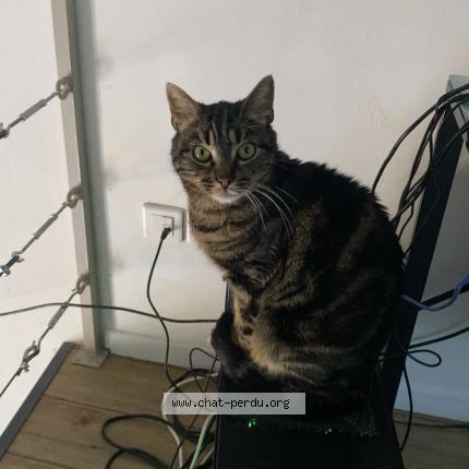 Photo 1/1 Titus Chat lost in Cleppe