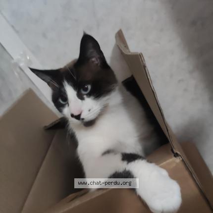 Photo 1/1 Pompon Chat lost in Longwy