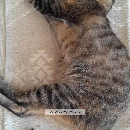 Photo 1/1 Bonnie Chat lost in La garde