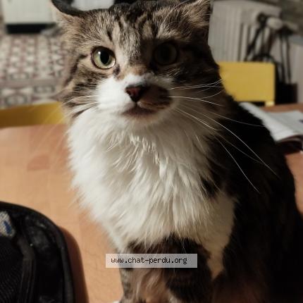 Photo 1/1 maurice Chat lost in St pierre des corps