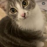 Picture of cat lost at Bruxelles