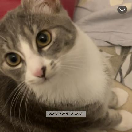 Photo 2/2 Noisette Chat lost in Bruxelles