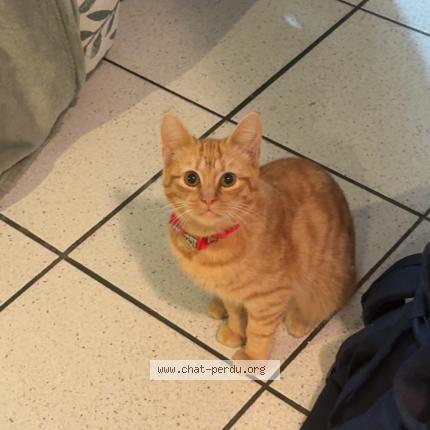 Photo 1/1 Maya Chat lost in Dax