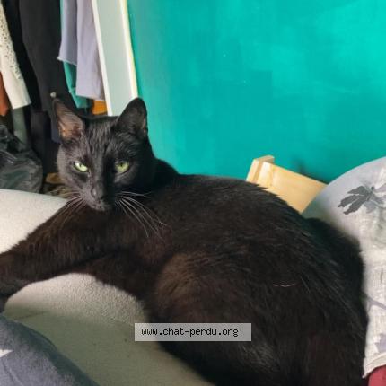 Photo 1/1 Vegeta Chat lost in Vizille