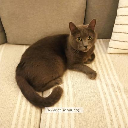 Photo 1/1 Jimmy Chat lost in La garde