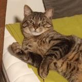 Picture of cat lost at Marcq En Bareul