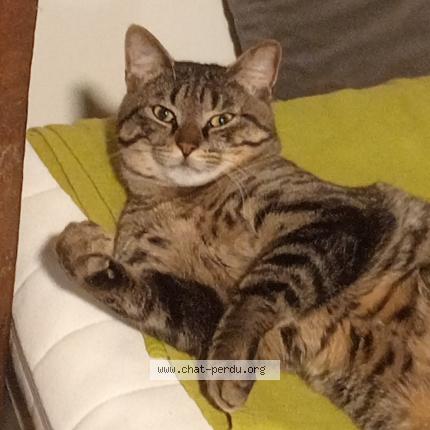 Photo 1/1 Cat reunited Lost in Marcq en bareul