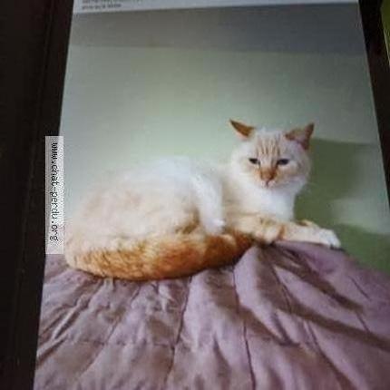 Photo 1/1 Sacha Chat lost in Maubourguet