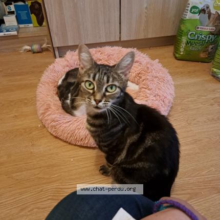 Photo 1/1 Tigresse Chat lost in Tirepied