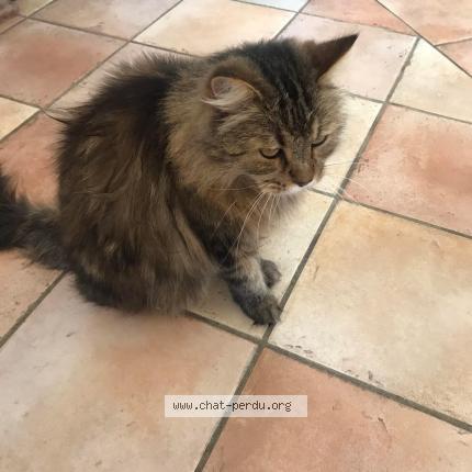 Photo 1/1 Grizouille Chat lost in Foix