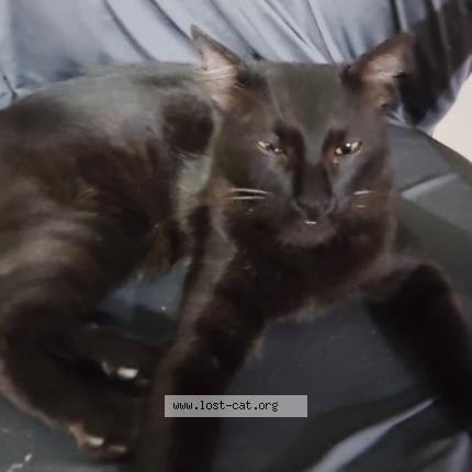 Photo 1/1 Titu Chat lost in Pune